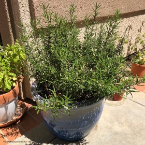 Rosemary growing well in a pot