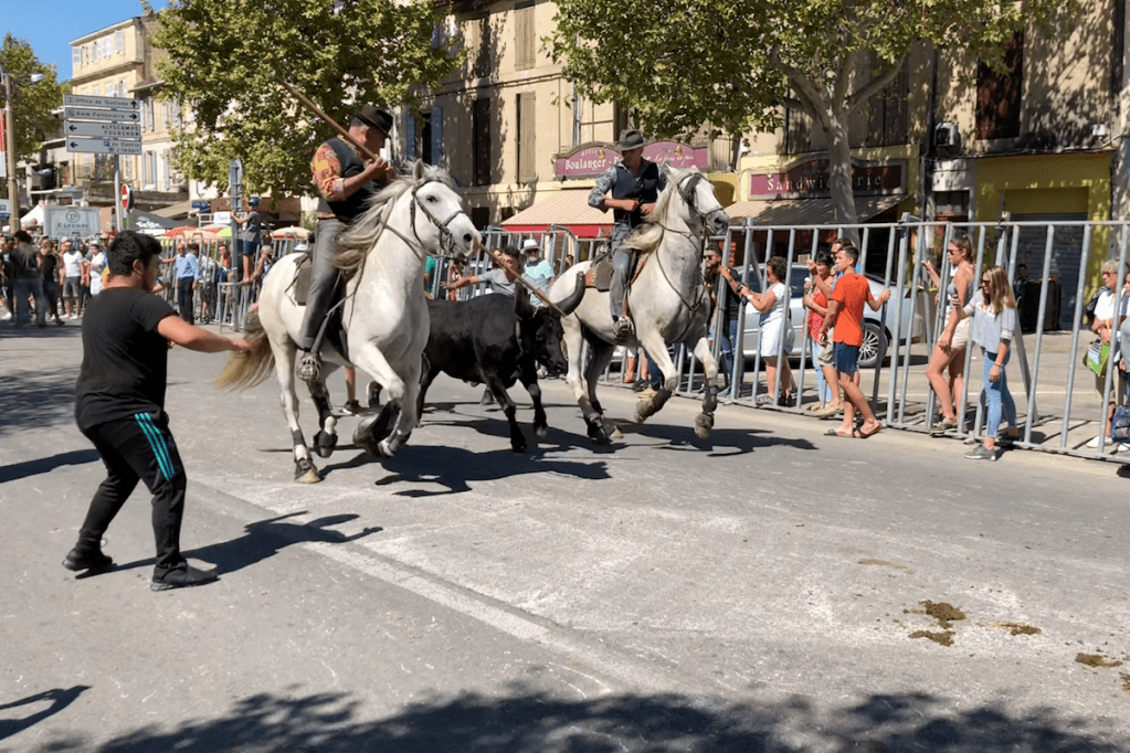The Bulls of&nbsp;Arles